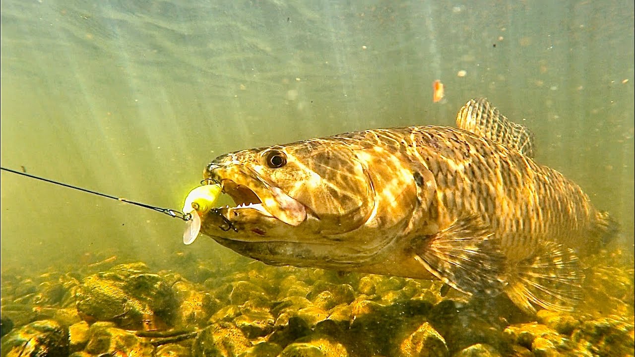 PESCARIA DE TRAIRÃO, EM BUSCA DE PEIXES GIGANTES