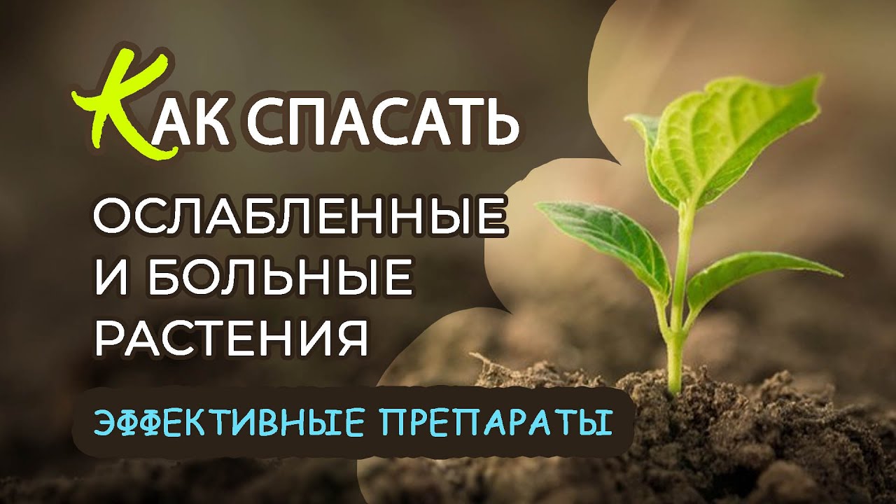 РЕАНИМАТОРЫ для ослабленных и погибающих растений. Для всех культур, включая орхидеи