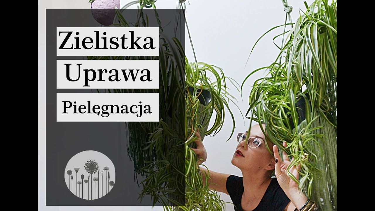 Zielistka! Uprawa, pielęgnacja, rozmnażanie. Dlaczego liście zielistki schną i mają brązowe końcówki