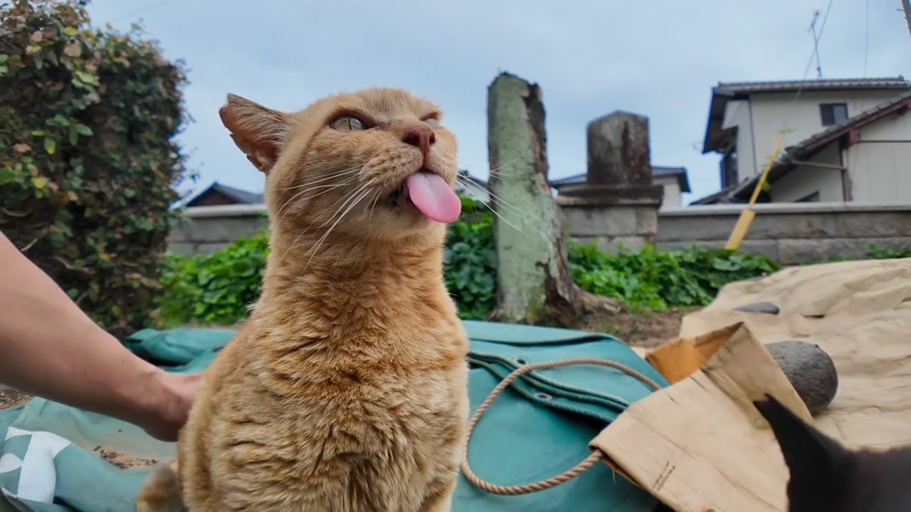 【猫島日記】神社の仲良し猫コンビにちゅ～るあげたら反応がヤバすぎた…！