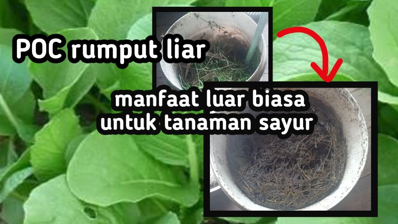 Pupuk organik dari rumput liar | bahan super penyubur tanaman