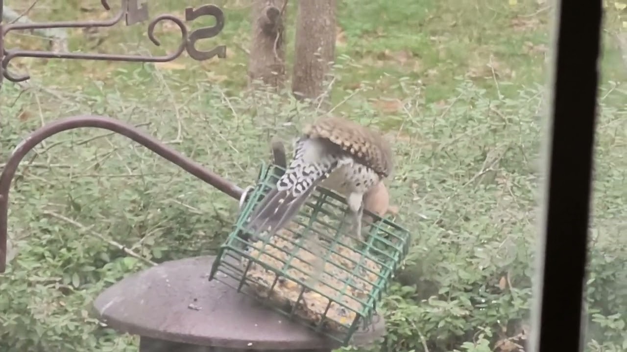 Northern Yellow Shafted Flicker