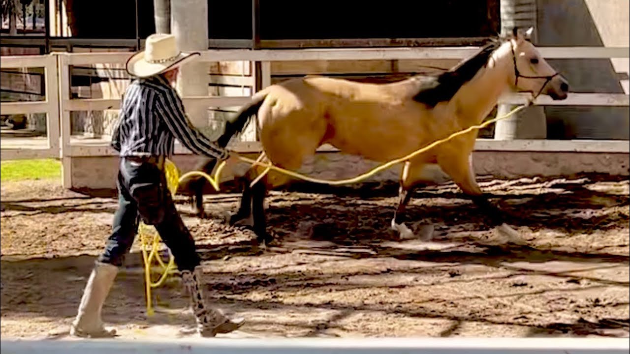 COMO EMPEZAR A ARRENDAR UN CABALLO CUARTO DE MILLA #MartinLoza #parientesdelrancho