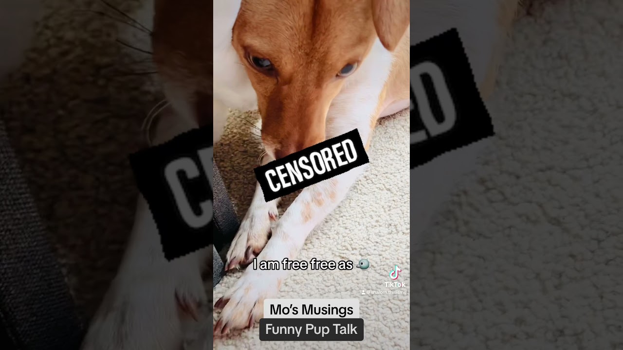 Mo’s Musings (Thoughtful Pup Talk) - Funny Dog Is Naked (no remixing)