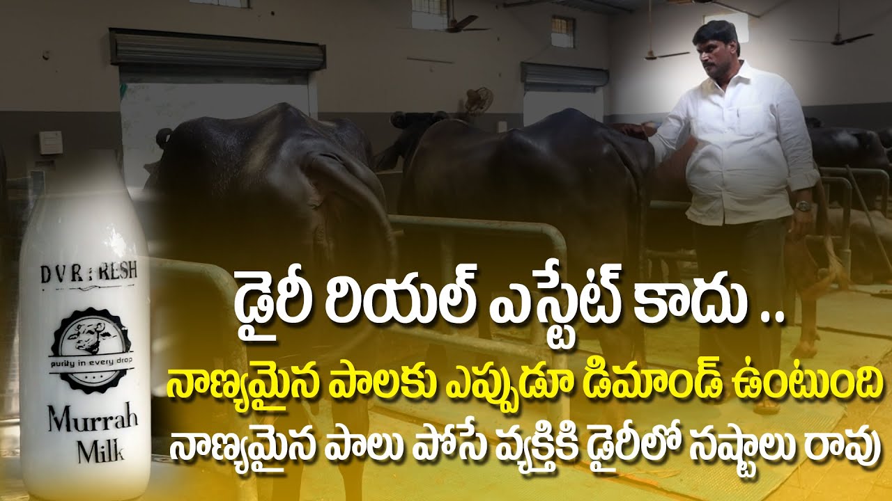 Pure Murrah Buffalo Breed development in Krishna district (A.P) DVR Murrah Buffal DAIRYFarm 