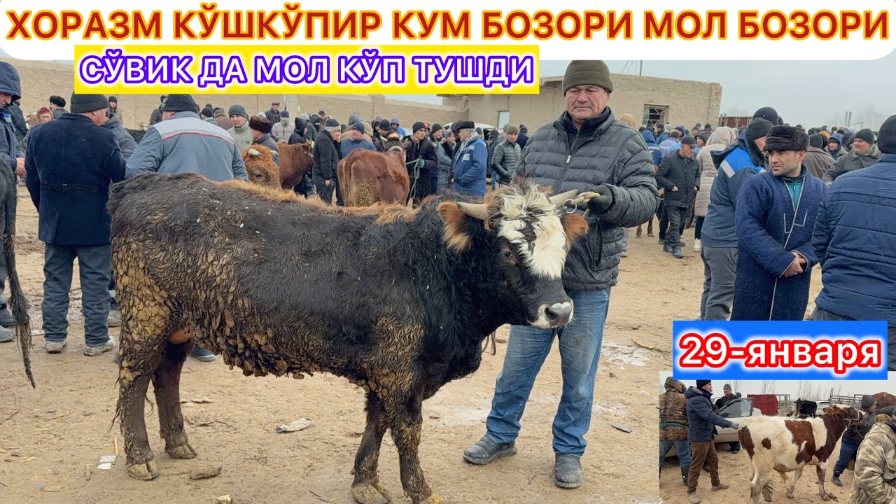 СЎВИК ДА МОЛ КЎП ТУШДИ ХОРАЗМ КЎШКЎПИР КУМ БОЗОРИ МОЛ БОЗОРИ НАРХЛАР КАНДАЙ? 29-января