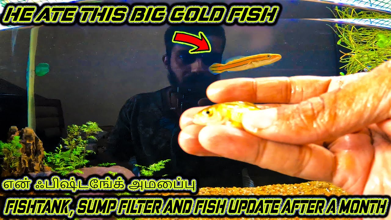 💥😍 New fish tank and sump filter setup update after a month அப்டேட் 💢 malabar snakehead diplogramma