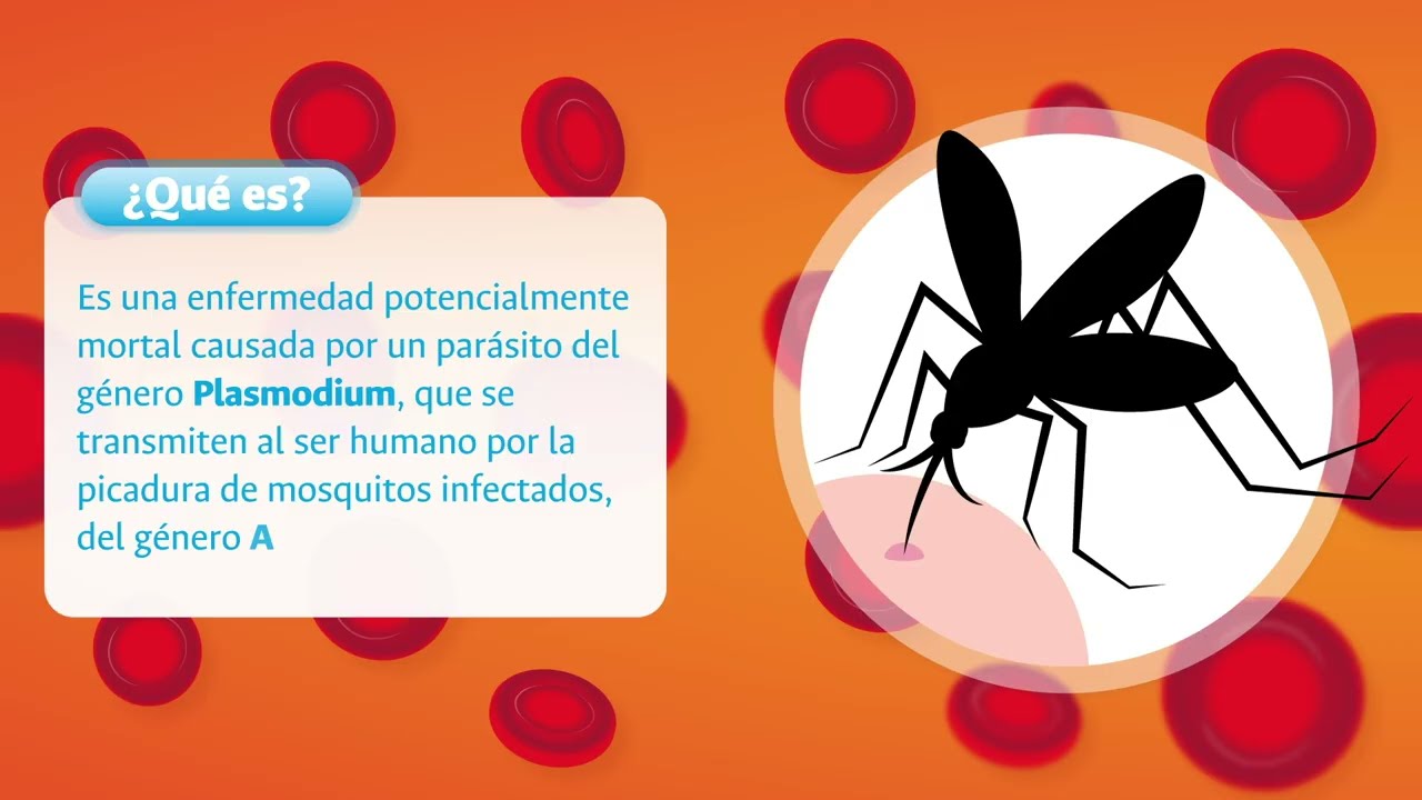 Conozca que es la malaria o también llamada paludismo