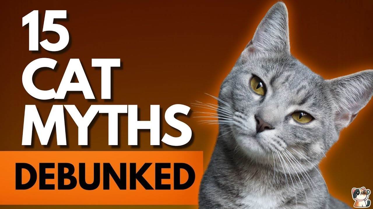 15 Cat Myths DEBUNKED