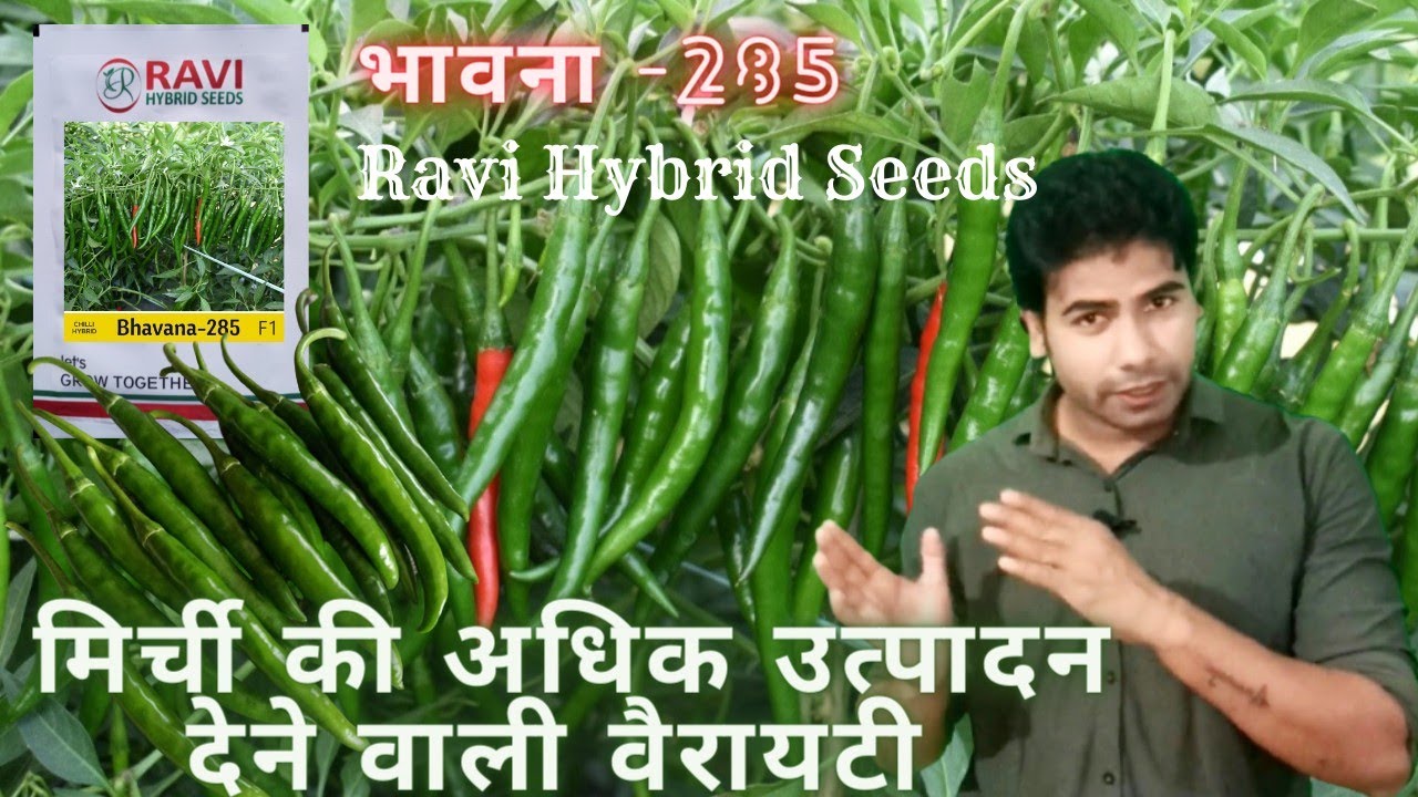 मिर्ची की अधिक उत्पादन देने वाली वैरायटी | High Yielding Chilli variety | Bhawana - 285🌶️ #agriindia
