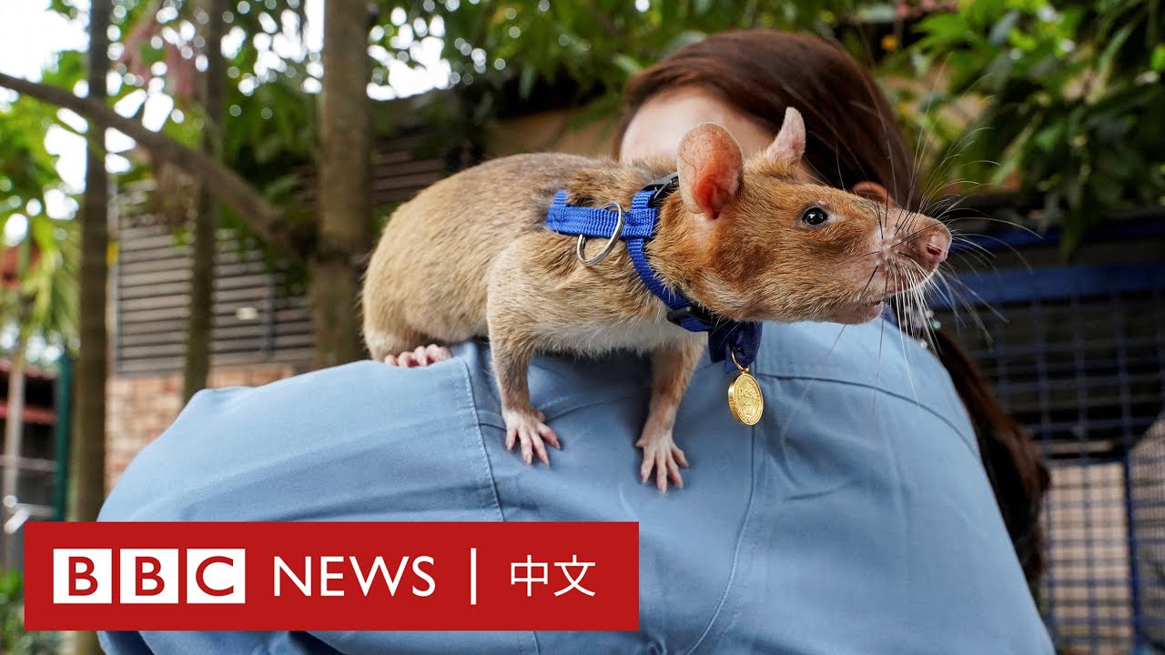 在柬埔寨嗅出超過100枚地雷的「探雷鼠」過世－ BBC News 中文