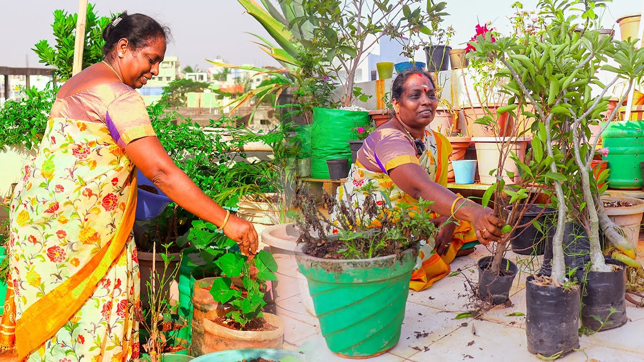 ஆடி பட்டம் முடிஞ்சி நம்ம மாடித்தோட்டம் எப்படி இருக்குனு பார்க்கப்போறோம் |Terrace Garden