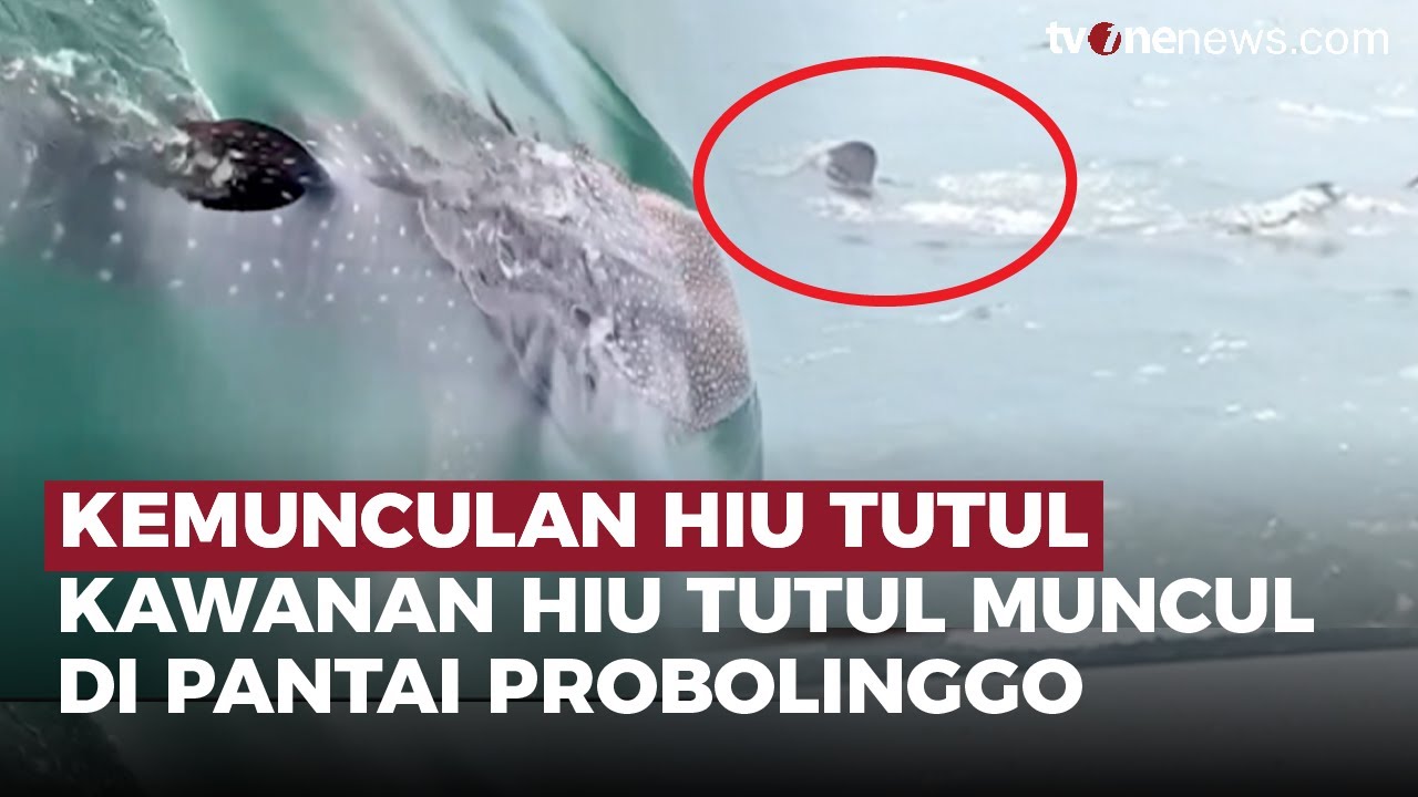 Musim Penghujan, Kawanan Hiu Tutul Muncul di Pantai 'Bentar' Probolinggo | OneNews Update