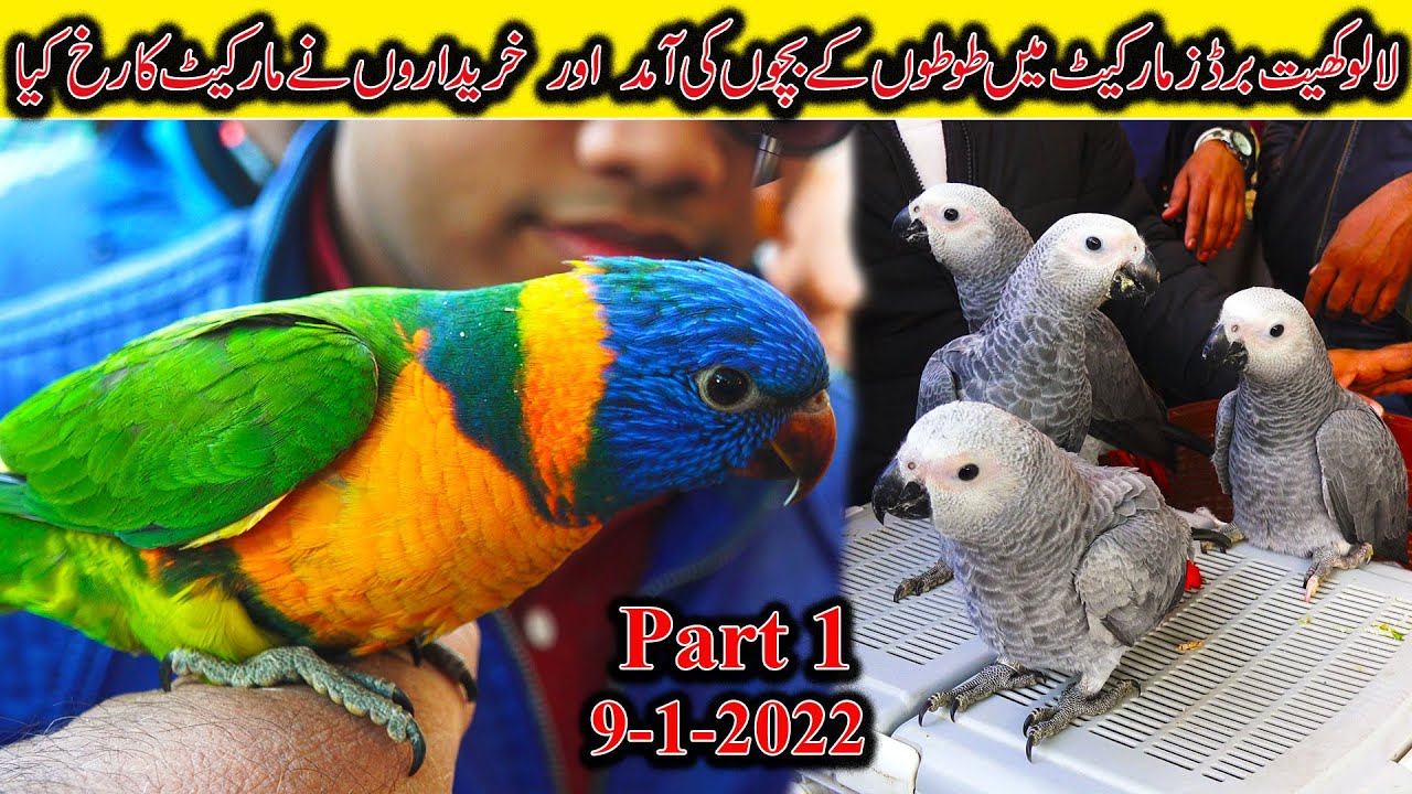 Lalukhet Exotic Birds and Parrots Market 9-1-2022 Karachi | Exotic Parrots and Rare Birds Urdu/Hindi