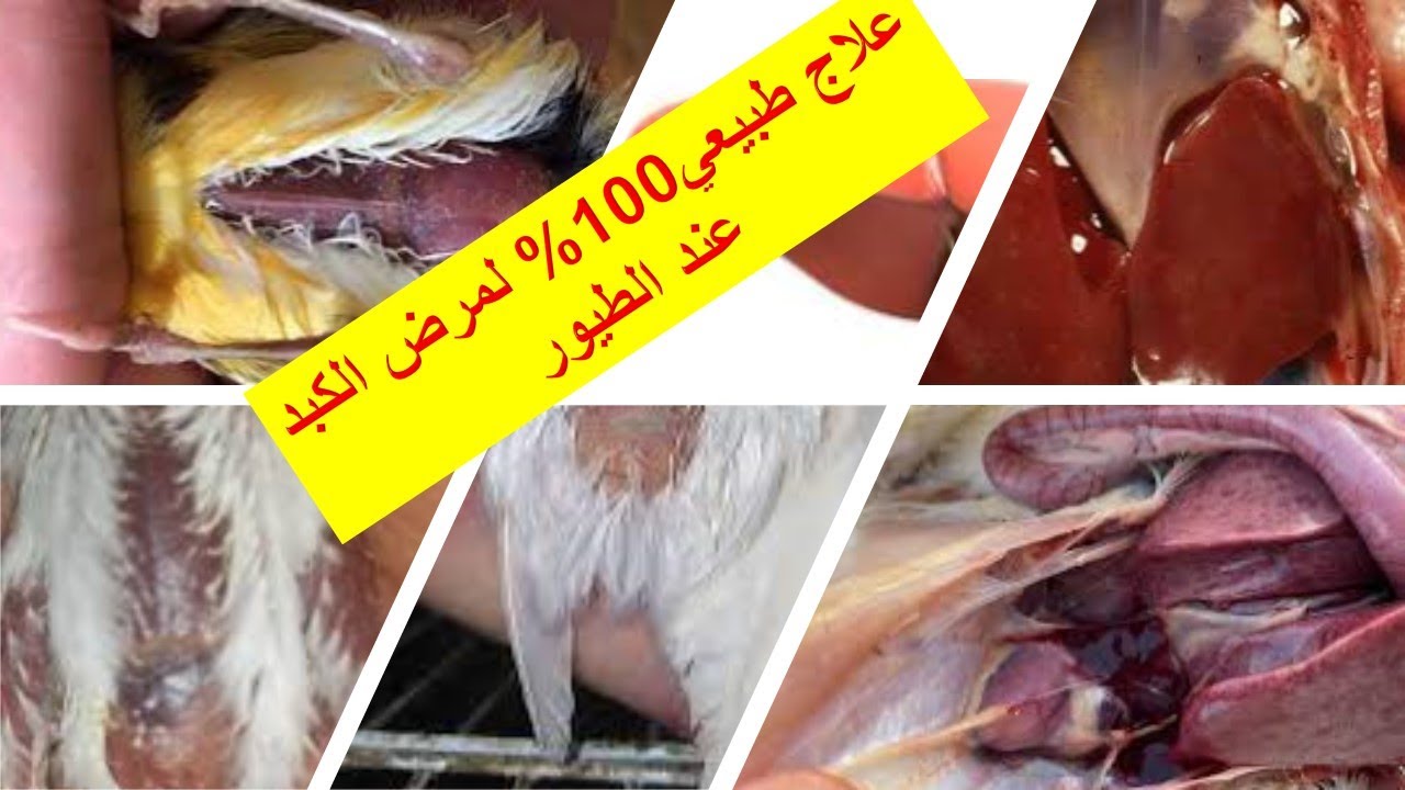 علاج مرض الكبد عند الطيور