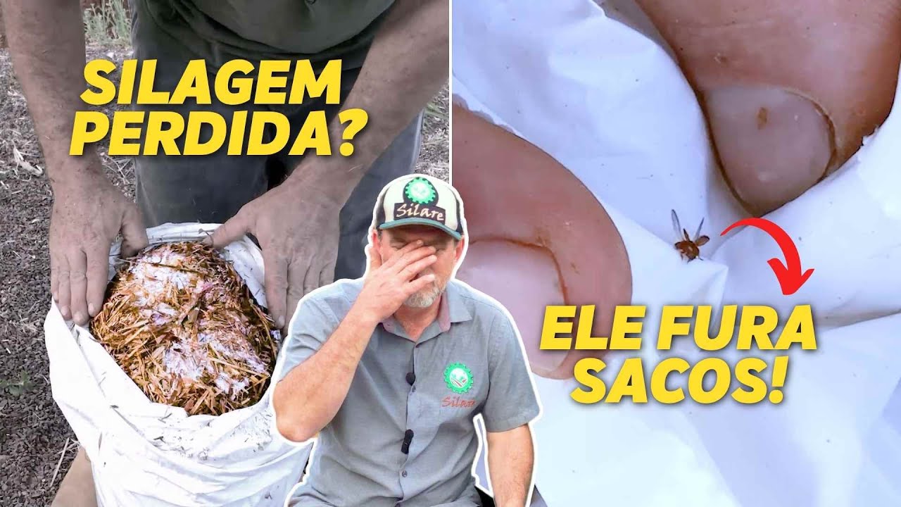 SILAGEM NO TAMBOR E ENSACADA - RESULTADOS