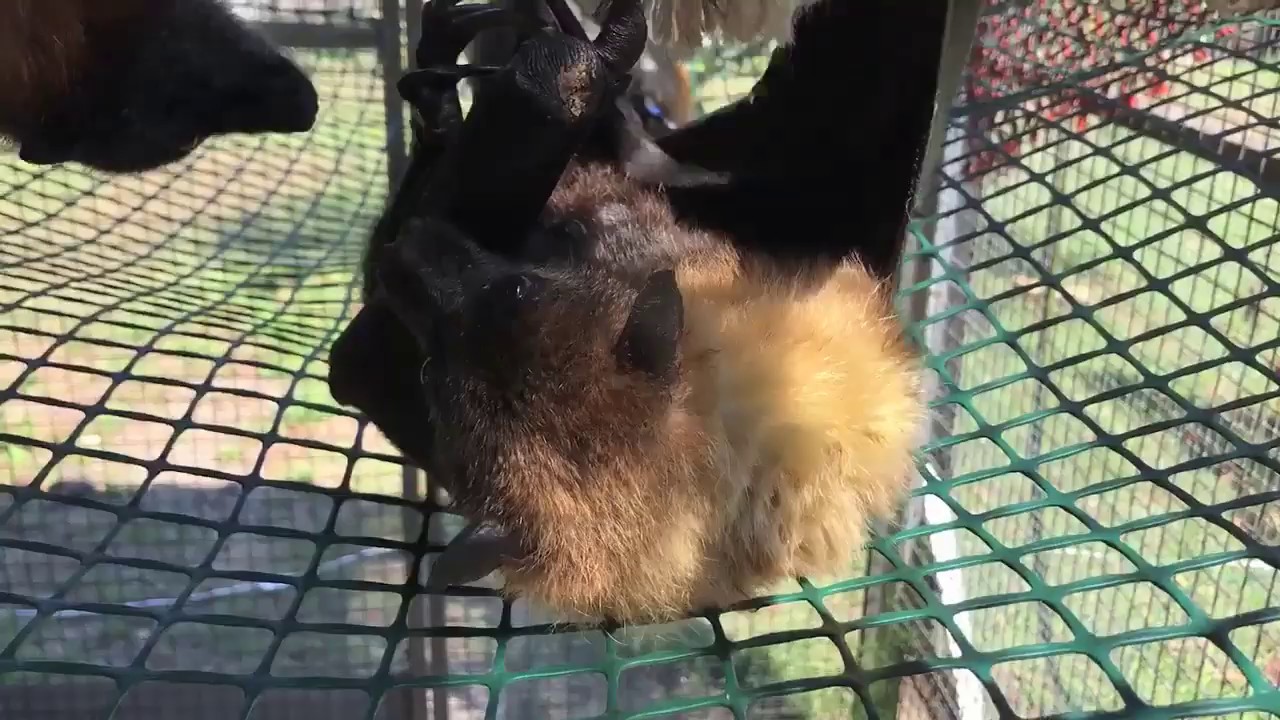Senior flying-foxes in the aviary:  Walter gets in a snit (again)