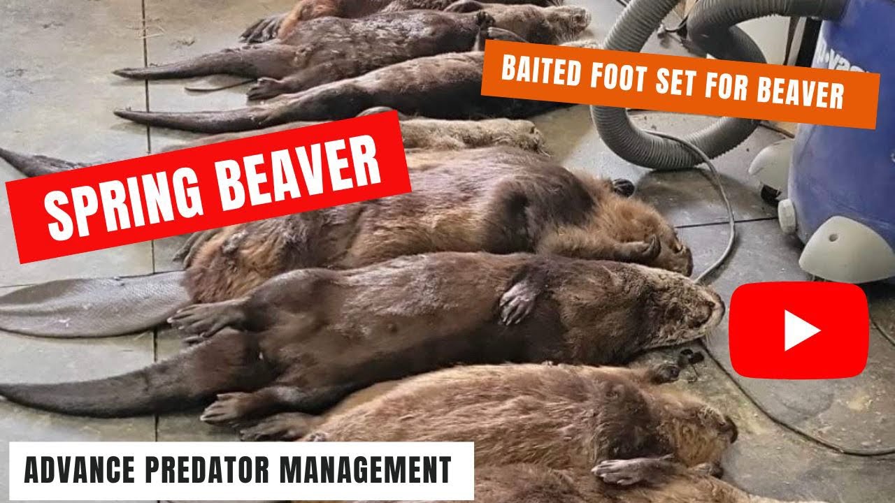 Spring beaver trapping in Maine, try this baited foot set for Beaver. #TrapNation #BeaverTrapping