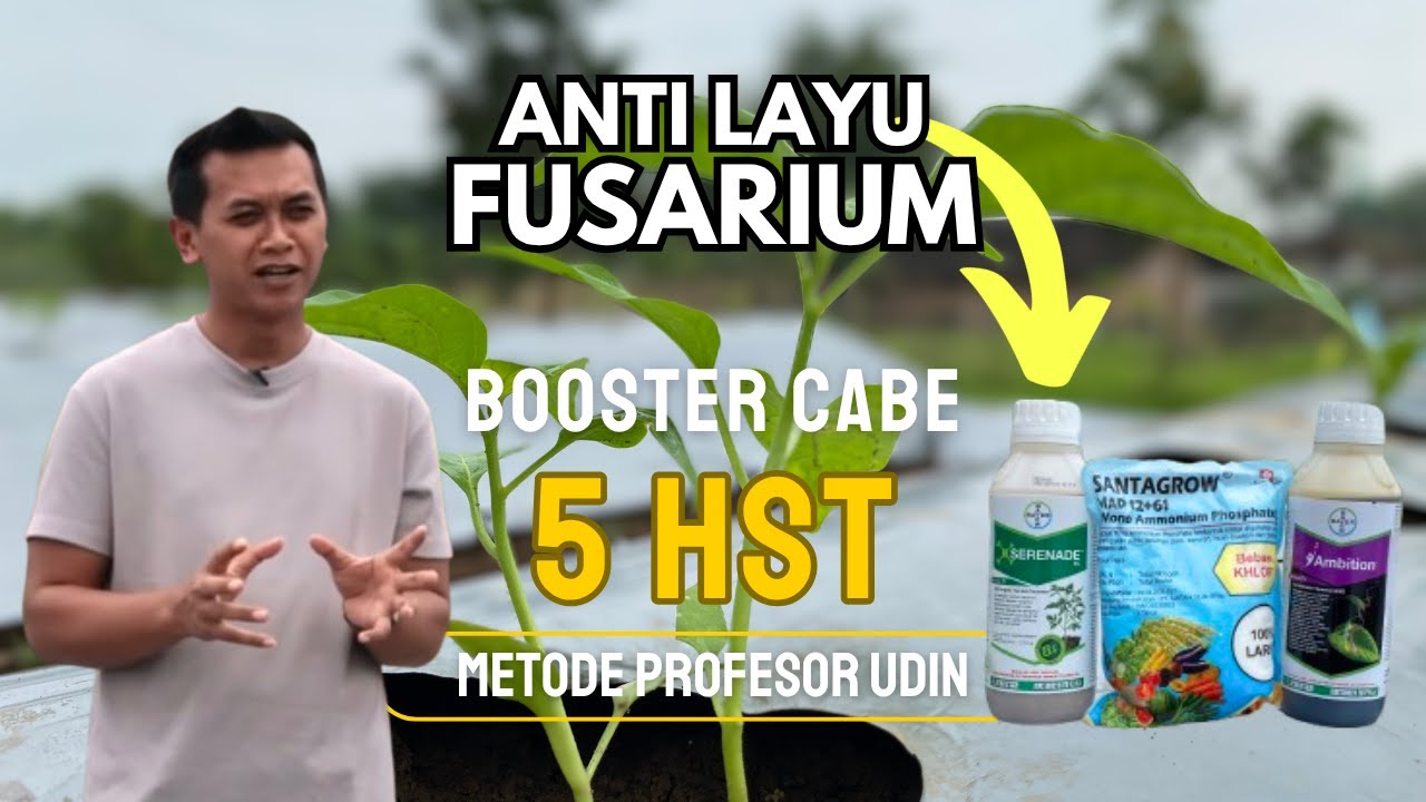 Booster Cabe Rawit Srawung 5 HST | Cegah Layu Fusarium Awal Tanam Metode Prof. Udin
