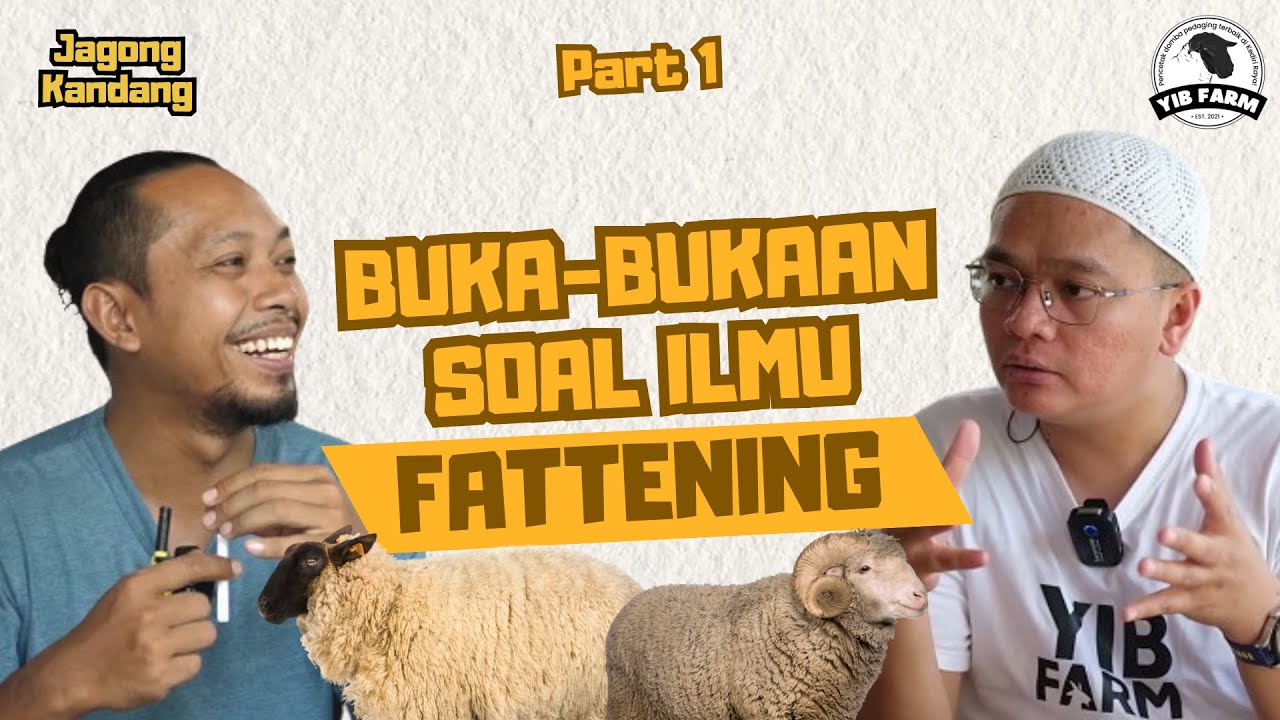 ILMU DAGING!!! BEDAH RAHASIA ILMU FATTENING DOMBA KAMBING || YIB Farm Jagong Kandang