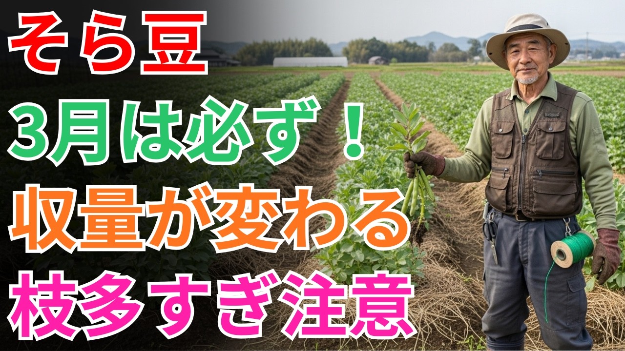 【そら豆 栽培】今すぐやって！3月の「ある作業」で収量が劇的に変わる？プロが実践する必須の小技**【追肥と土寄せ】**