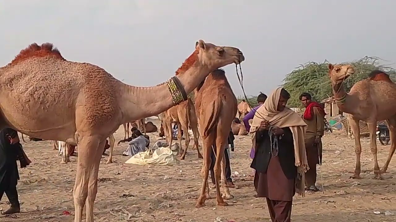 Camel mindi #camellife #camellove #camels #camel #loading #animals #wildlife #DonkeyLove 