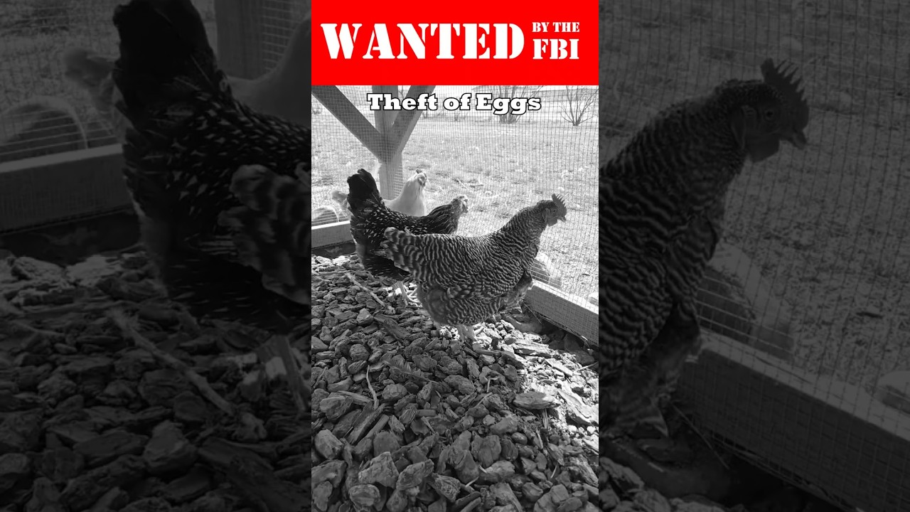 How To Stop Chickens From Eating Their Eggs - Noir Detective Style #howto #chicken #eggproduction