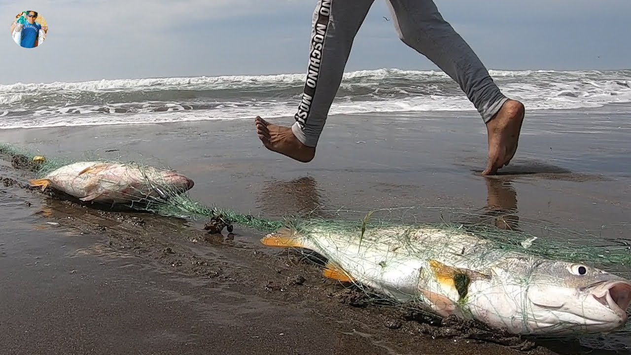 Mira!.. COMO PESCADOR EXPERTO PESCA Grandes CORVINAS con Red INVISIBLE