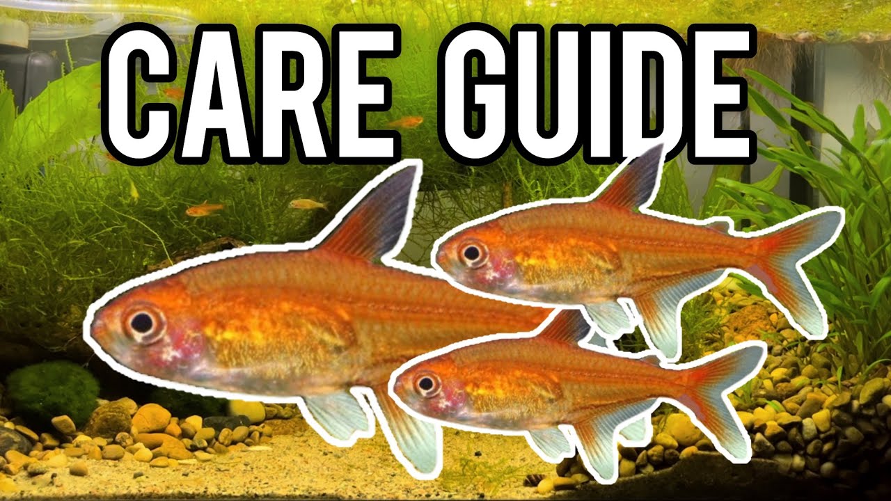 Should YOU get an Ember Tetra? (Care Guide)