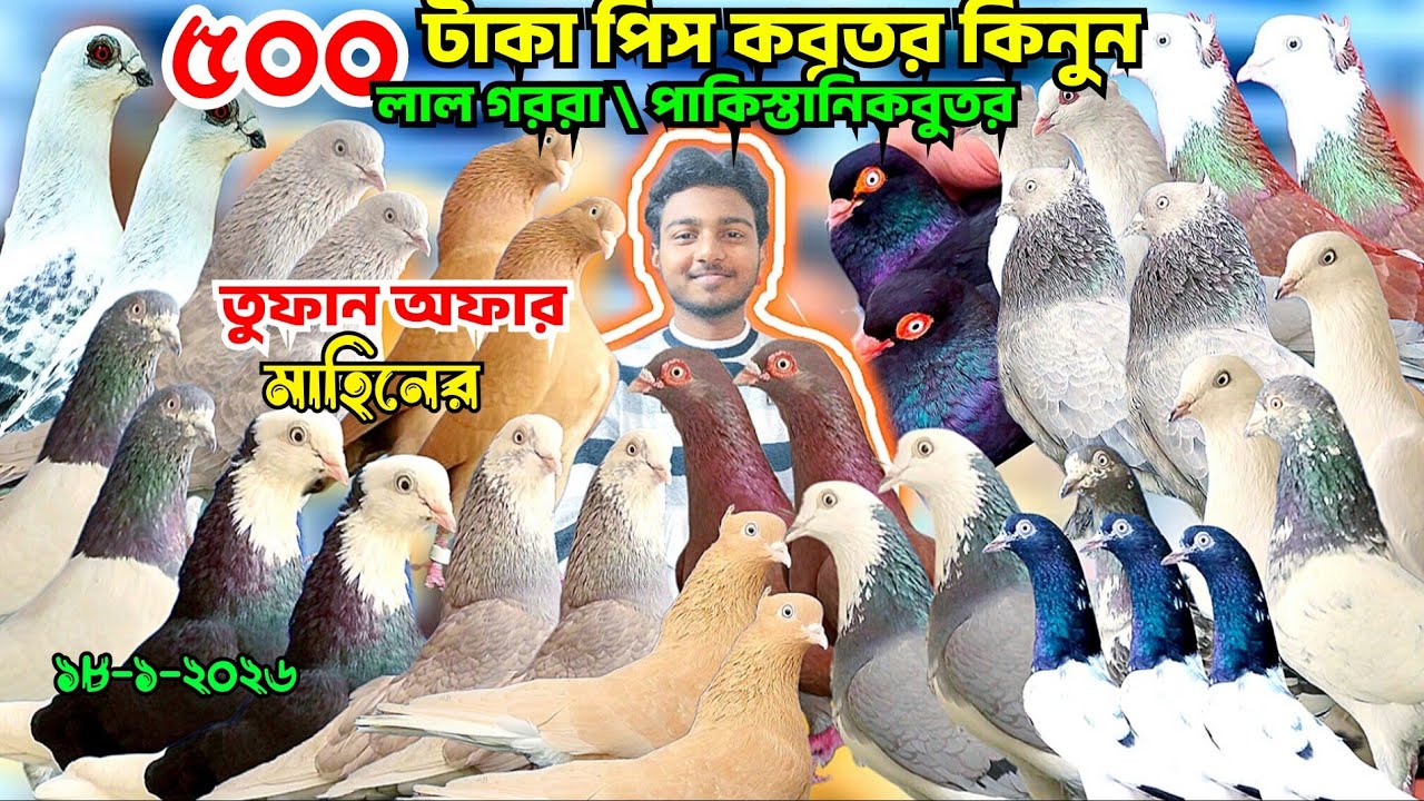৫০০ টাকায় পাকিস্তানি কবুতর কিনুন।গিরিবাজ, লাল গররা কবুতর।বুদাপেস্ট কবুতর। মাহিনের কবুতর খামার 