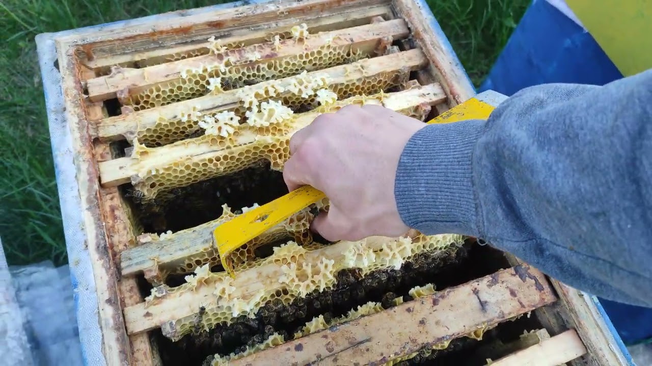 Швидкий Розвиток бджіл весною.Українська рамка 🇺🇦🐝