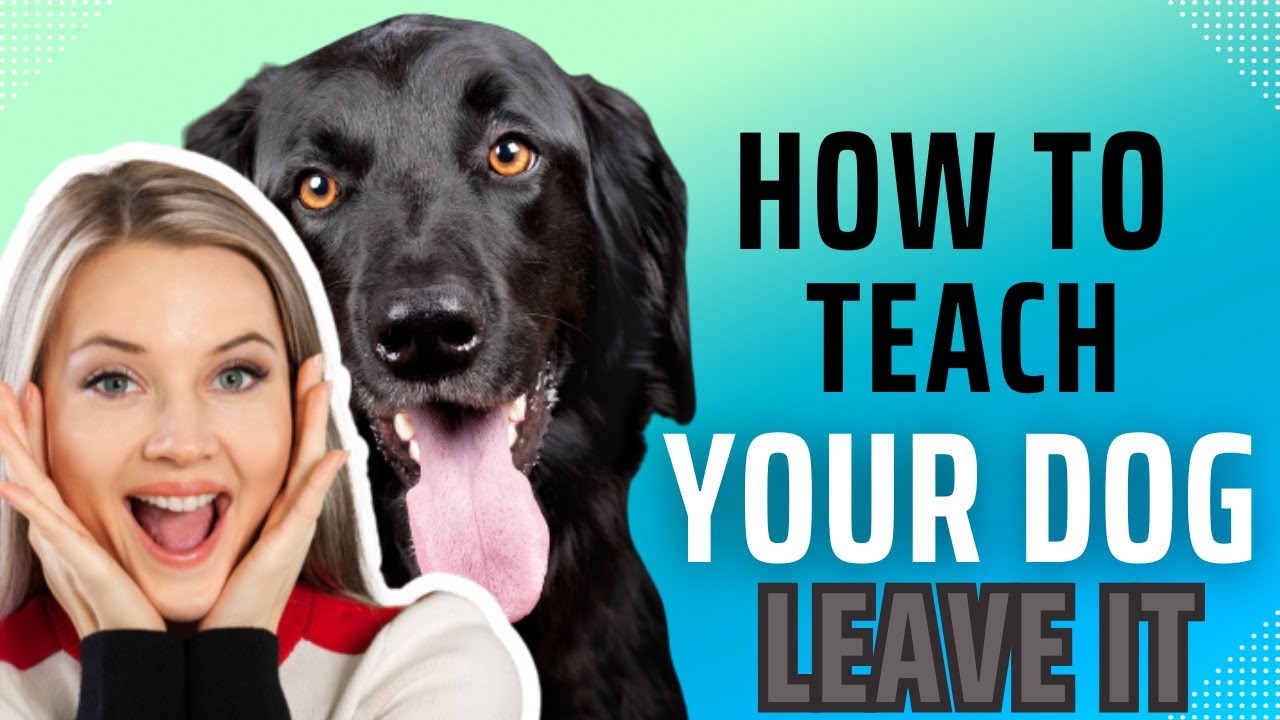 how to teach leave it  and drop it command to a dog step by step ?