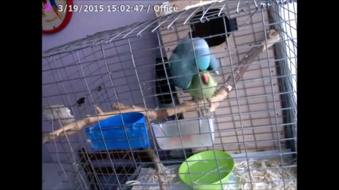 Blue male and green female indian ringneck mating ritual