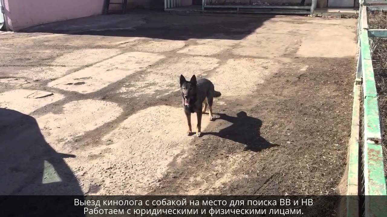 Обучение собак поиску (ВВ и НВ). Подготовка служебных собак