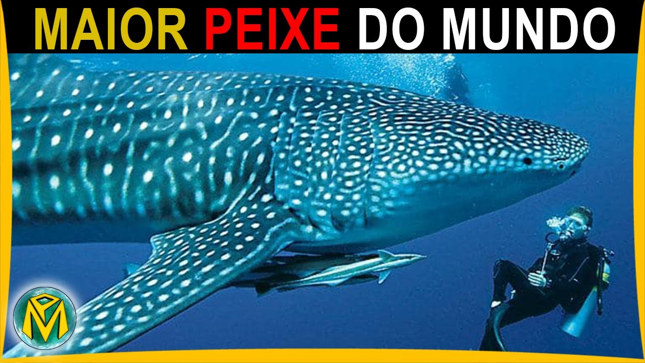 O Maior PEIXE DO MUNDO