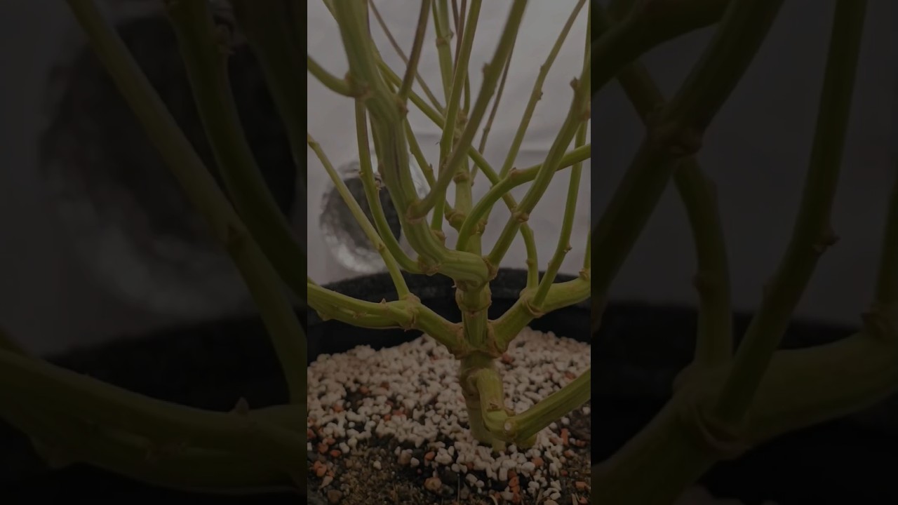 Forum Cookies x OG Badazz 💚 @RIPPERSEEDSTV #ripperseeds #homegrow #germantrees #weedmob