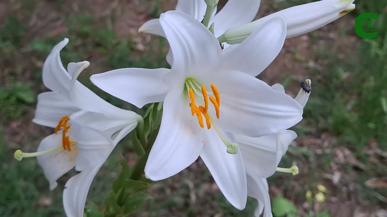 Lilium candidum: il Giglio di Sant'Antonio. Come moltiplicare i gigli dai bulbi alla fioritura