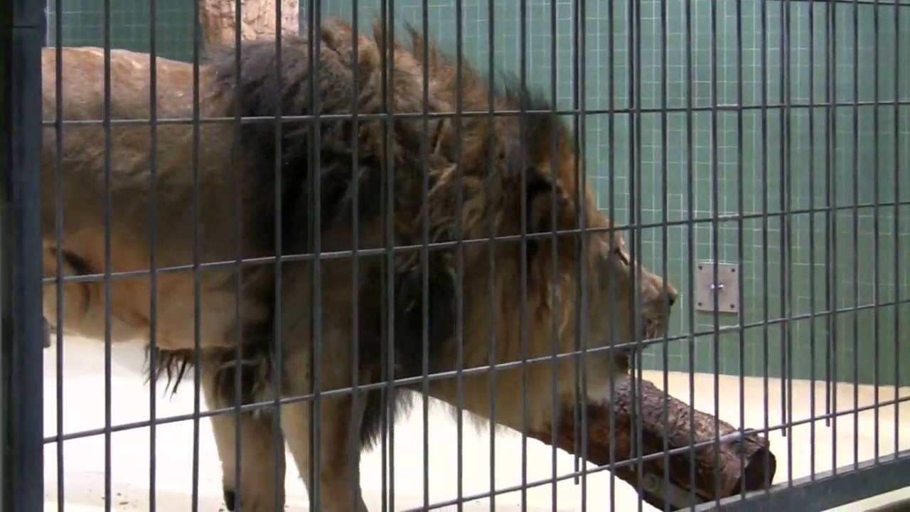 Berlin Zoo - Lion