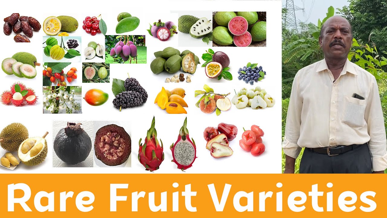 Rare fruit varieties saplings available in namma 