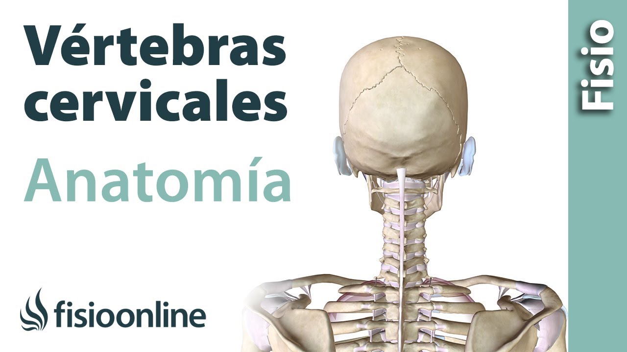 Cervicales. Anatomía, huesos, ligamentos, movimientos y articulaciones