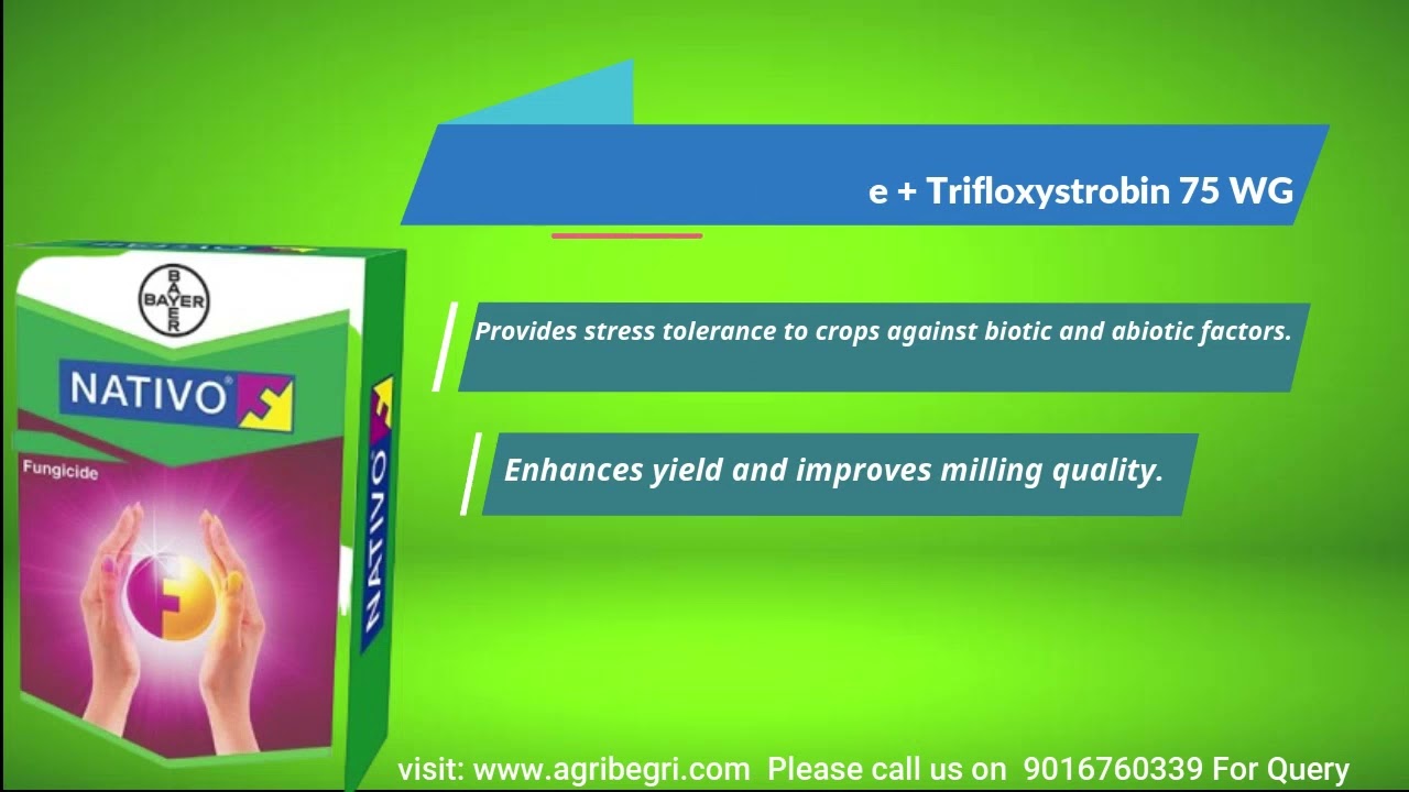 Bayer Nativo Tebuconazole + Trifloxystrobin 75 WG (50% + 25% ww) Systemic Fungicide