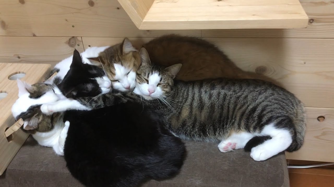隠れてオヤジの顔を蹴る猫　【今日のひのき猫】