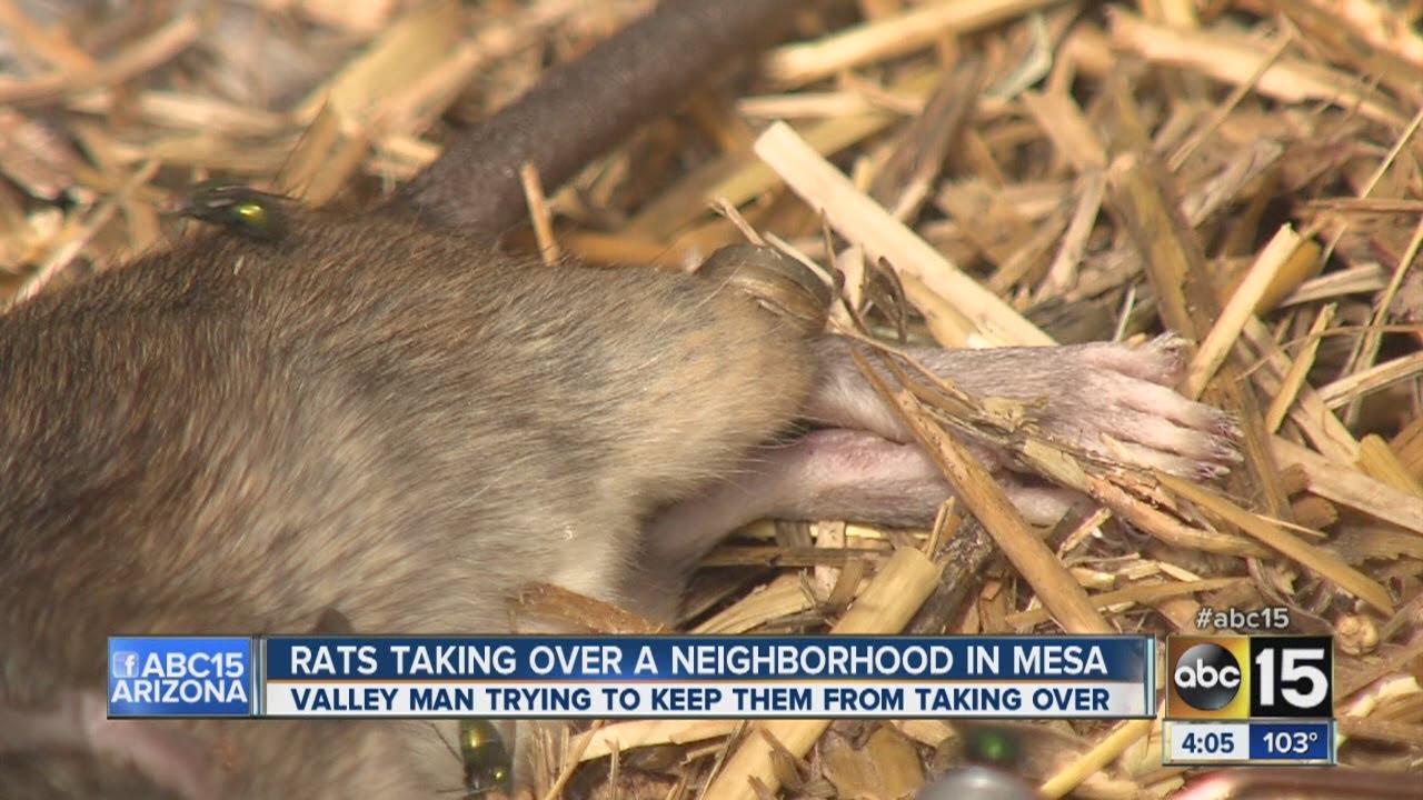 Rats taking over Mesa neighborhood