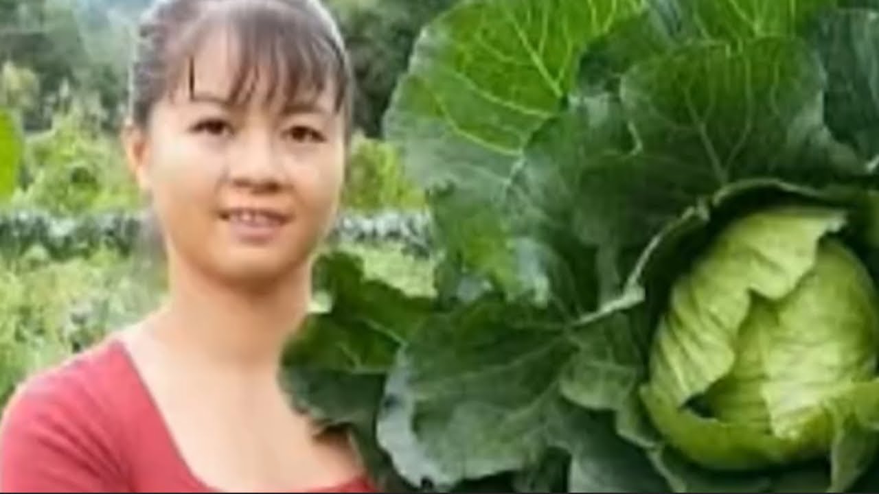 Rural girls harvesting cabbages and going to market #cabbage #ruralmarket#mountaingirls #rurallife
