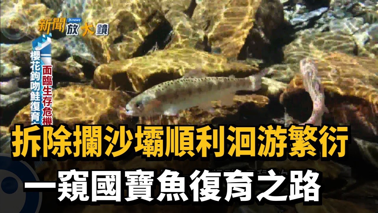 拆除攔沙壩順利洄游繁衍　一窺國寶魚復育之路－民視新聞