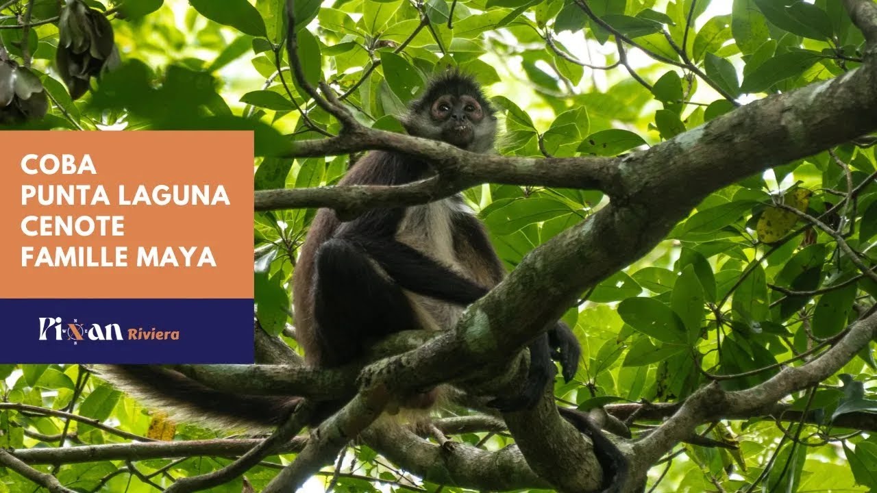 Coba, Punta Laguna, Cenote & Famille Maya - Excursion par Pixan Riviera