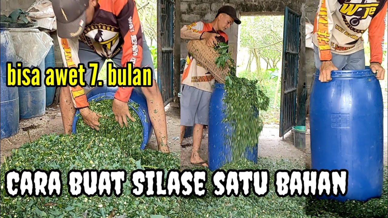 CARA BUAT SILASE DAUN SINGKONG TANPA BAHAN LAINNYA