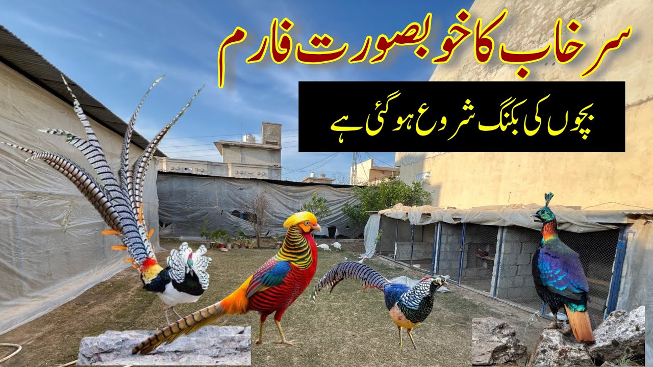 Ground Birds Farm | Pheasant Farm | Reeves,Lady Amherst & Golden Pheasant