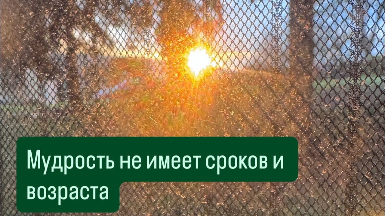 Мудрость это то что приведет вас к богатству #психология #еленморзе #ясностьума #силасознания 