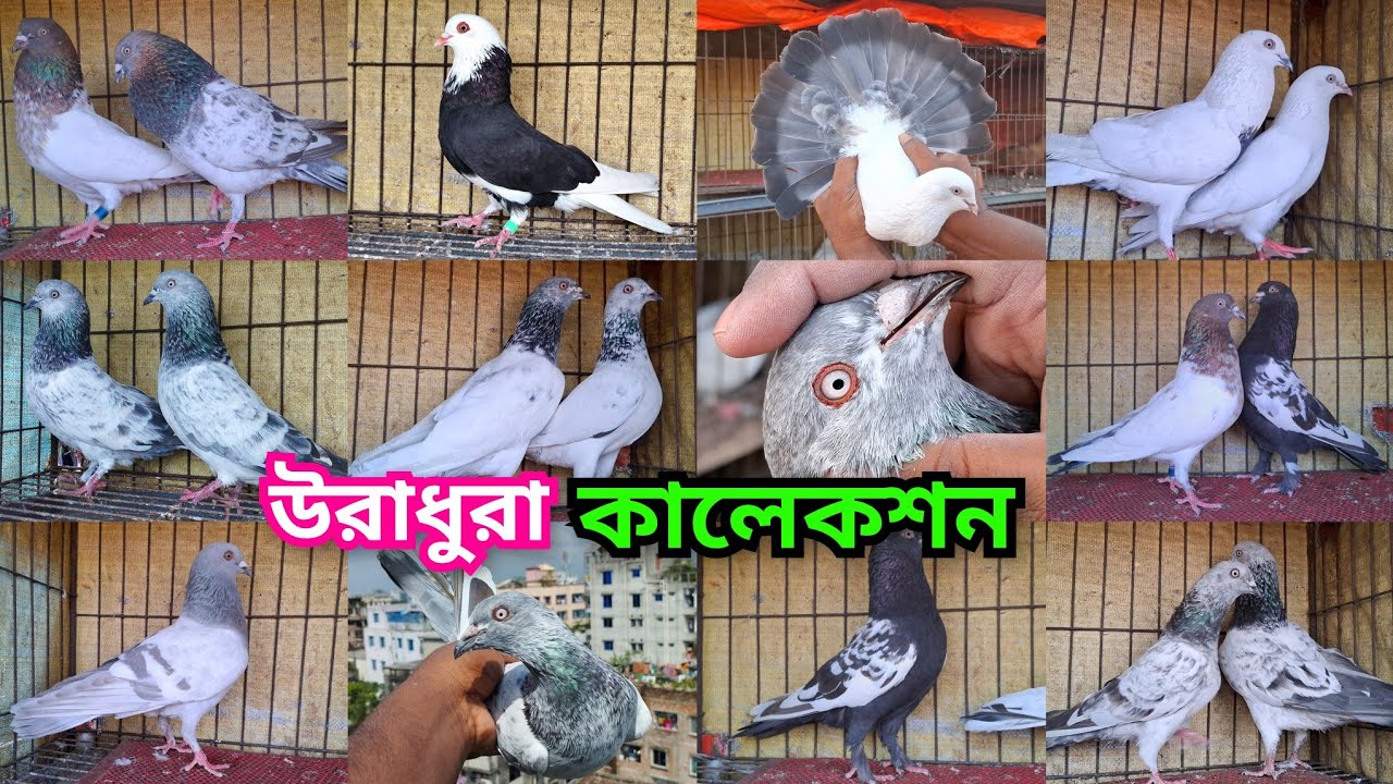 টেডি,বুদাপেস্ট,রাম্পুরি,আর্মি,মুসলদম, কালদম,গররা,চায়না খাকি,খয়রাগলা,চুইনা, সিলভার,বাঘা কবুতর কিনুন।